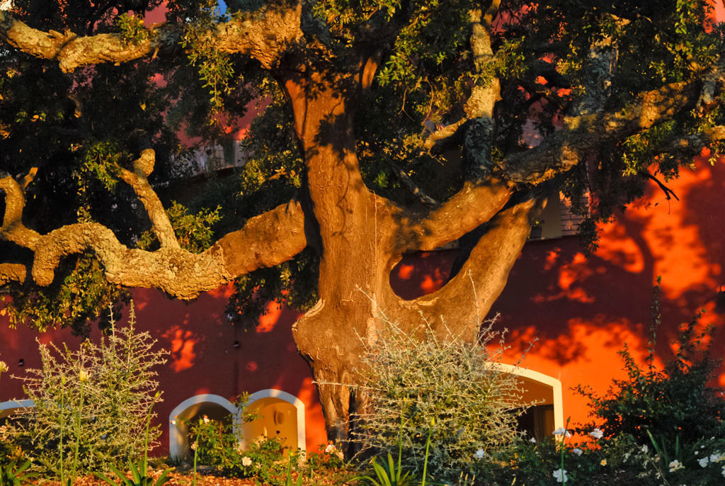 Giardino Dei Sugheri Scarlino Exterior foto